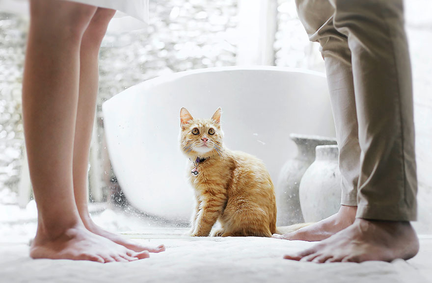 Как приучить котёнка к лотку - полезные советы | НиНо Город - Нижний  Новгород