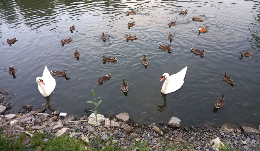 Сормовский парк Нижнего Новгорода пруд с лебедям