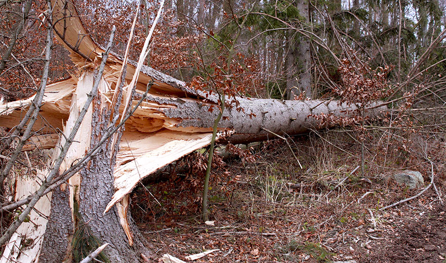 Что делать, если нужно убрать или спилить опасное дерево в Нижнем Новгороде? - изображение
