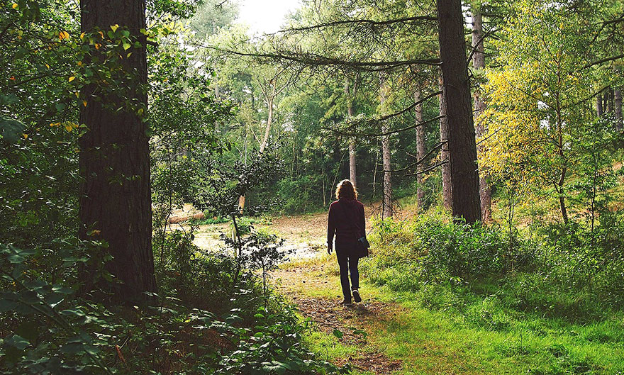Что делать, если вы заблудились в лесу? И как в нём не заблудиться? - изображение
