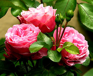 Бабушку осудили за сорванную ветку розы в ЖК «Седьмое небо» в Нижнем Новгороде