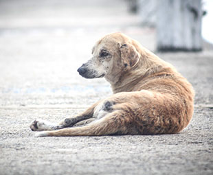 Приют для бездомных животных планируют открыть на Бору в этом году