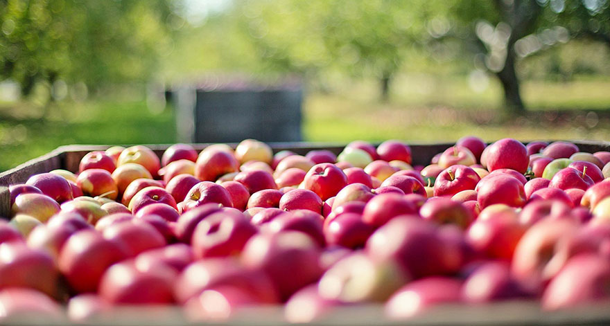 Производство плодовых культур планируют увеличить в три раза в Нижегородской области - изображение
