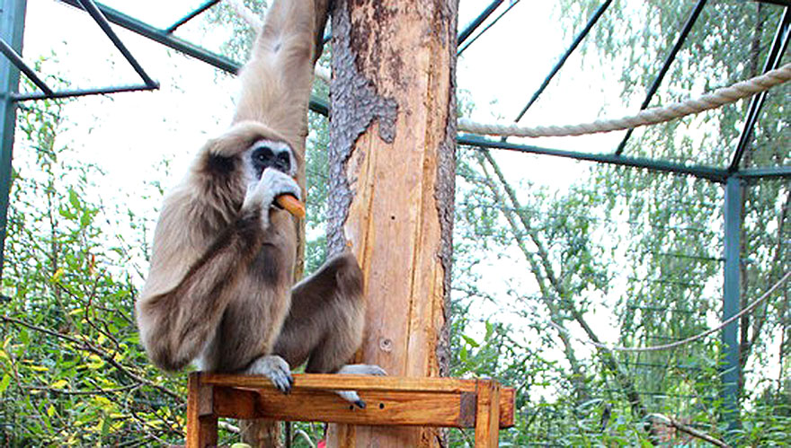 Первоклассники 1 сентября смогут бесплатно посетить зоопарк «Лимпопо» - изображение