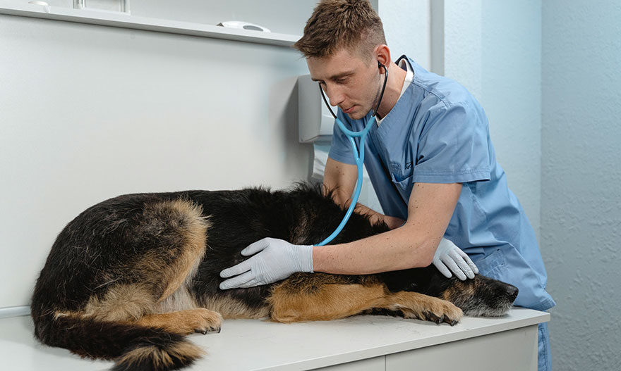 Уникальный ветеринарный токсикологический центр открылся в Нижнем Новгороде - изображение