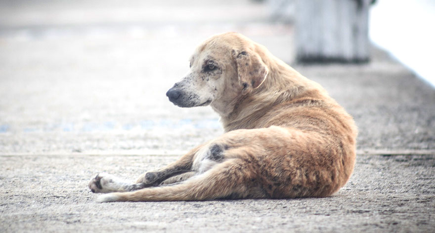 Приют для бездомных животных планируют открыть на Бору в этом году - изображение