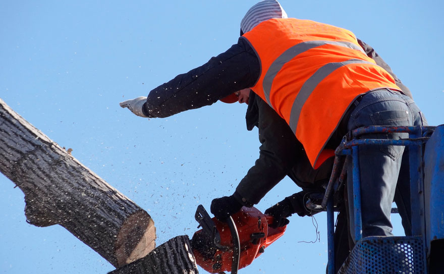 43 дерева срубят для временного расширения улицы Ошарской в Нижнем Новгороде - изображение